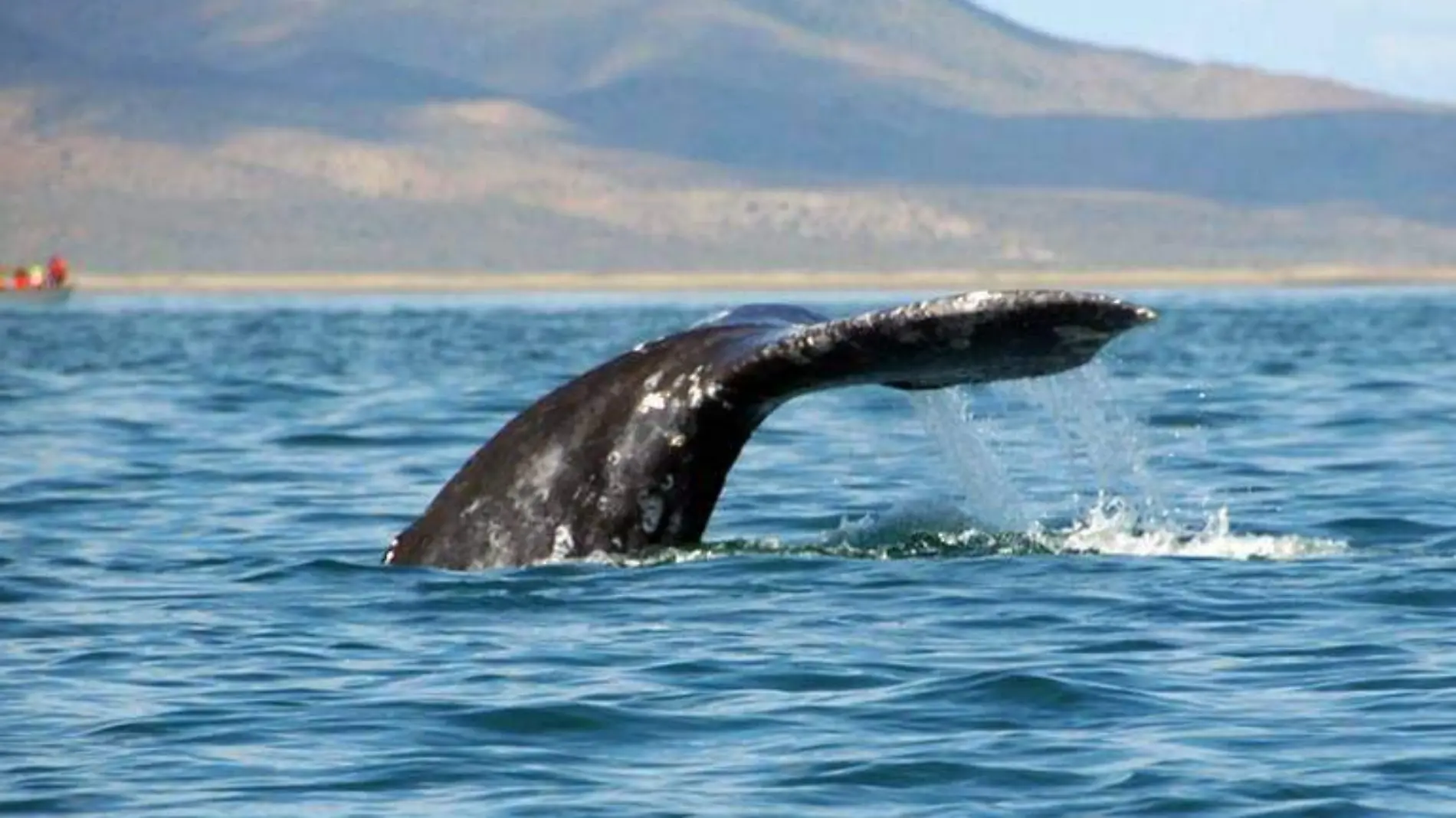 Avistamiento de ballenas en puerto chale